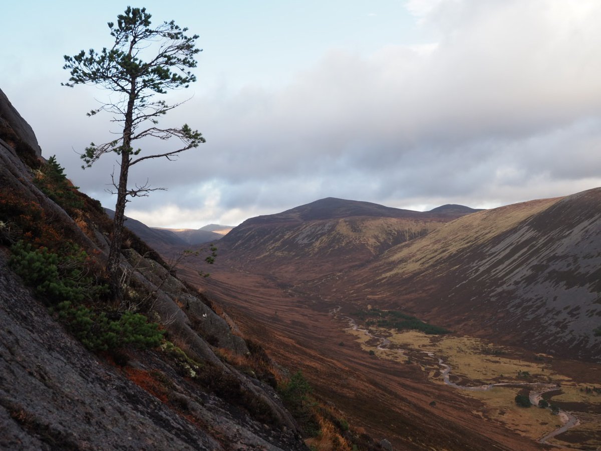Investigated the little trodden west slopes of Glen Derry on Sunday to see if there was any sign of natural regeneration there. A lovely surprise to find extensive Scots pine regeneration interspersed with scattered junipers right up to approx 700m. Lovely views of Glen Derry too