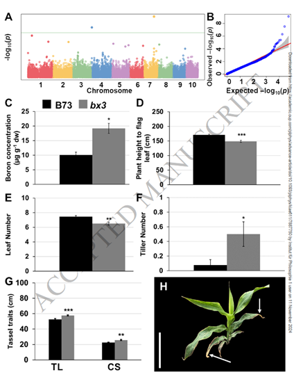 Gabriel Schaaf (@gabrielschaaf) on Twitter photo Please check out this cool paper by the lab of Michaela Matthes <a href="/UniBonn/">Rheinische Friedrich-Wilhelms-Universität Bonn</a> "Association of the benzoxazinoid pathway with boron homeostasis in maize" academic.oup.com/plphys/article… Please check out this cool paper by the lab of Michaela Matthes <a href="/UniBonn/">Rheinische Friedrich-Wilhelms-Universität Bonn</a> "Association of the benzoxazinoid pathway with boron homeostasis in maize" academic.oup.com/plphys/article…