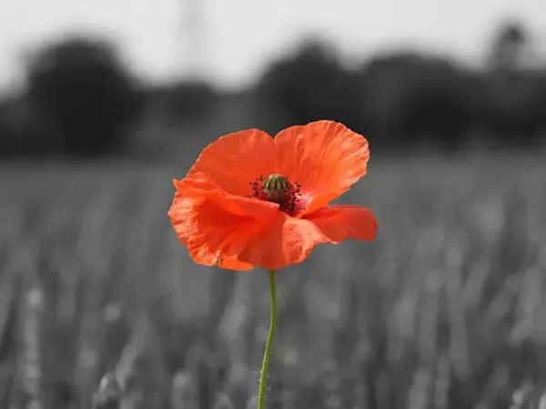 Today all classes participated in a moment of reflection to mark Armistice Day. We thought about all of the people who made sacrifices so we can live safely today. ❤🌷 #TeamTJI #Armistice #Remembrance #LestWeForget #respect