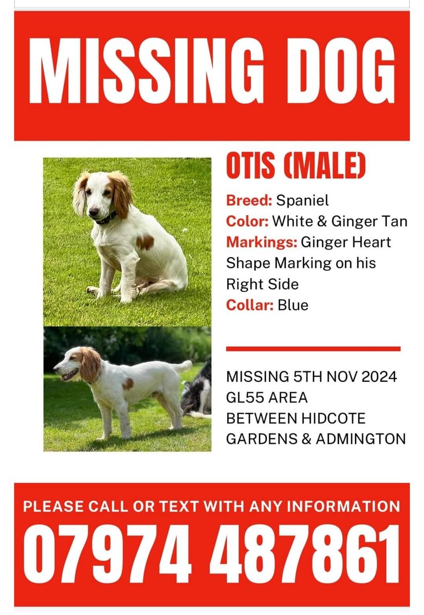 REWARD FOR SAFE RETURN!
Otis the spaniel still missing from Hidcote Farm - please spread the word. 
<a href="/HidcoteNT/">Hidcote</a> #Cotswolds #lostdogs #dogsontwitter