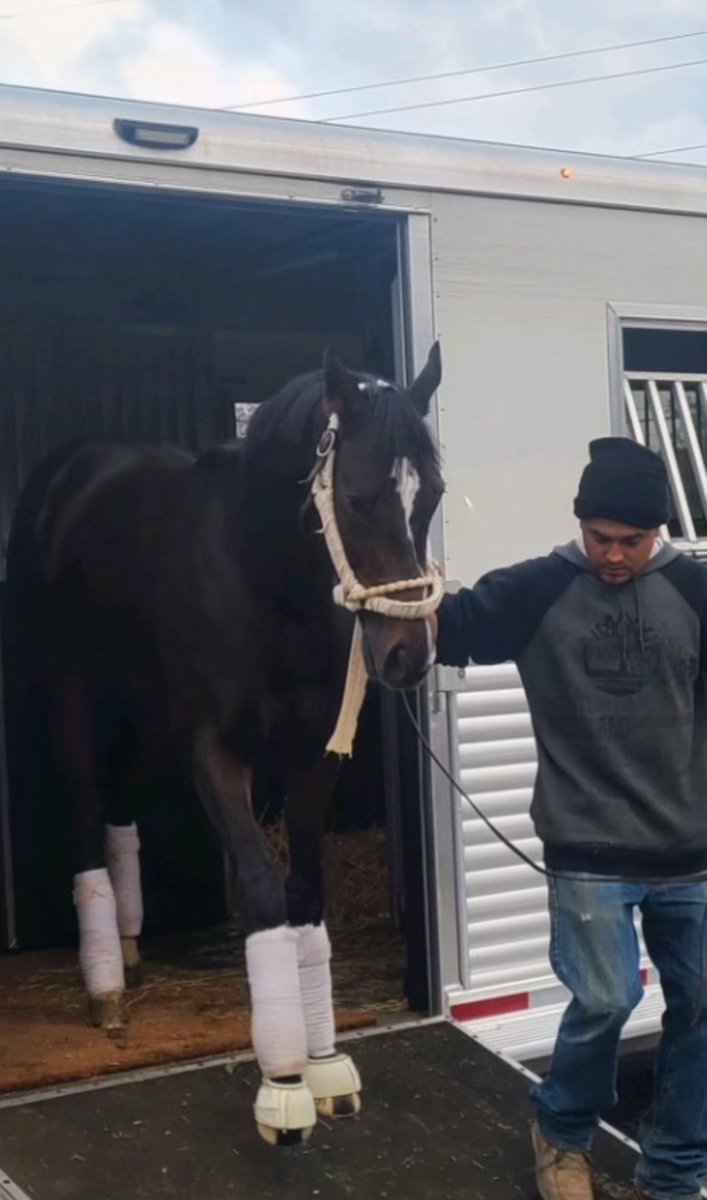 Richard P. Sillaman (@rpsracingstable) on Twitter photo Freedom Road with his groom Jose Zepeda arrive <a href="/ChurchillDowns/">Churchill Downs</a> looking to extend his 7 race win streak while facing 11 challengers in the Kent Stirling Iron Horse Claiming Crown this Saturday with <a href="/AndrewWolfsont/">Jockey_Wolfsont</a> in the irons. Best of luck to all! Freedom Road with his groom Jose Zepeda arrive <a href="/ChurchillDowns/">Churchill Downs</a> looking to extend his 7 race win streak while facing 11 challengers in the Kent Stirling Iron Horse Claiming Crown this Saturday with <a href="/AndrewWolfsont/">Jockey_Wolfsont</a> in the irons. Best of luck to all!