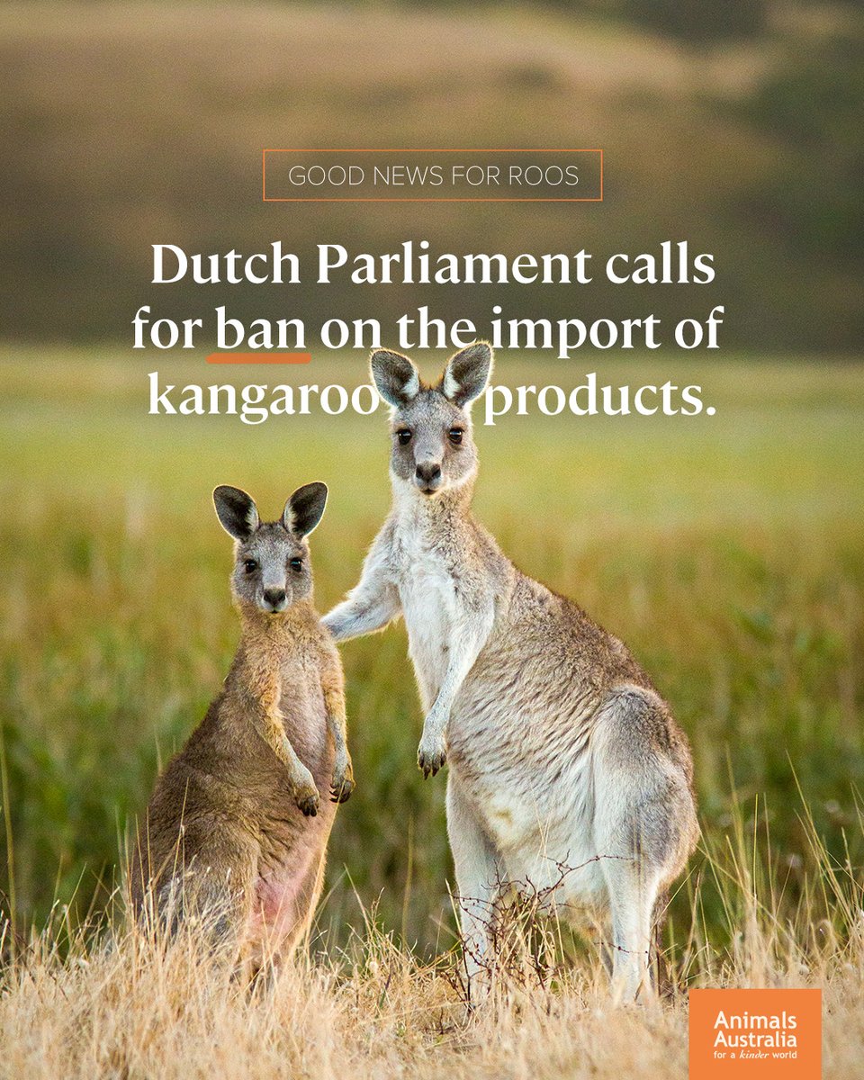 After learning about how kangaroos are killed in Australia's commercial skin and meat industry, a majority of the Dutch parliament has voted for the government to stop the importation of kangaroo-derived products. 🦘🙌