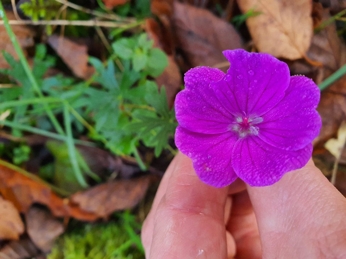 GrasslandsIrl's tweet image. Stunning winters day in #Burren, checking #GrazingExclosures I set up for PhD. Bizarrely for Nov, there was hum of insect life, lots in flower

Longterm exclosures provide powerful way to track changes 
#LongTermMonitoring
#GreatIrishGrasslands 
#GrasslandFungi
#Waxcaps