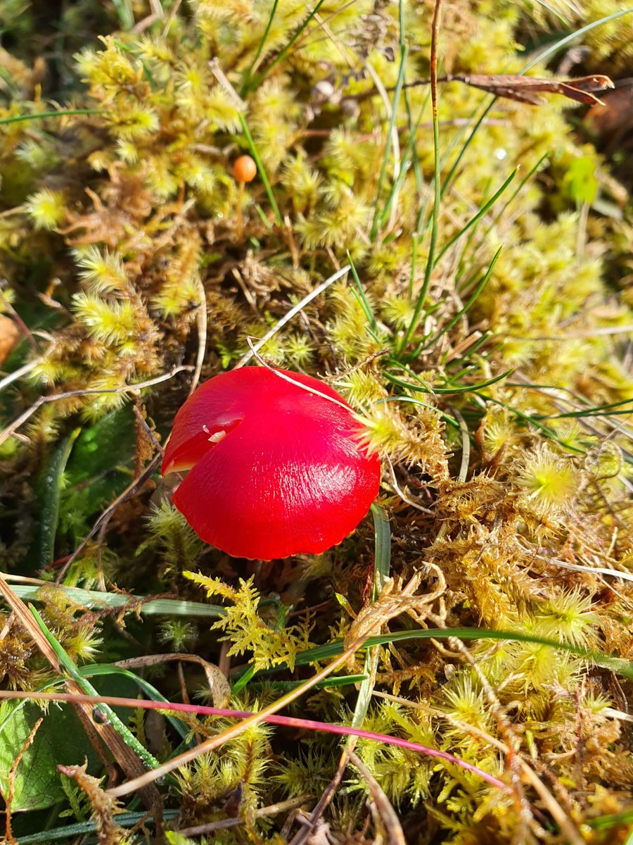 GrasslandsIrl's tweet image. Stunning winters day in #Burren, checking #GrazingExclosures I set up for PhD. Bizarrely for Nov, there was hum of insect life, lots in flower

Longterm exclosures provide powerful way to track changes 
#LongTermMonitoring
#GreatIrishGrasslands 
#GrasslandFungi
#Waxcaps