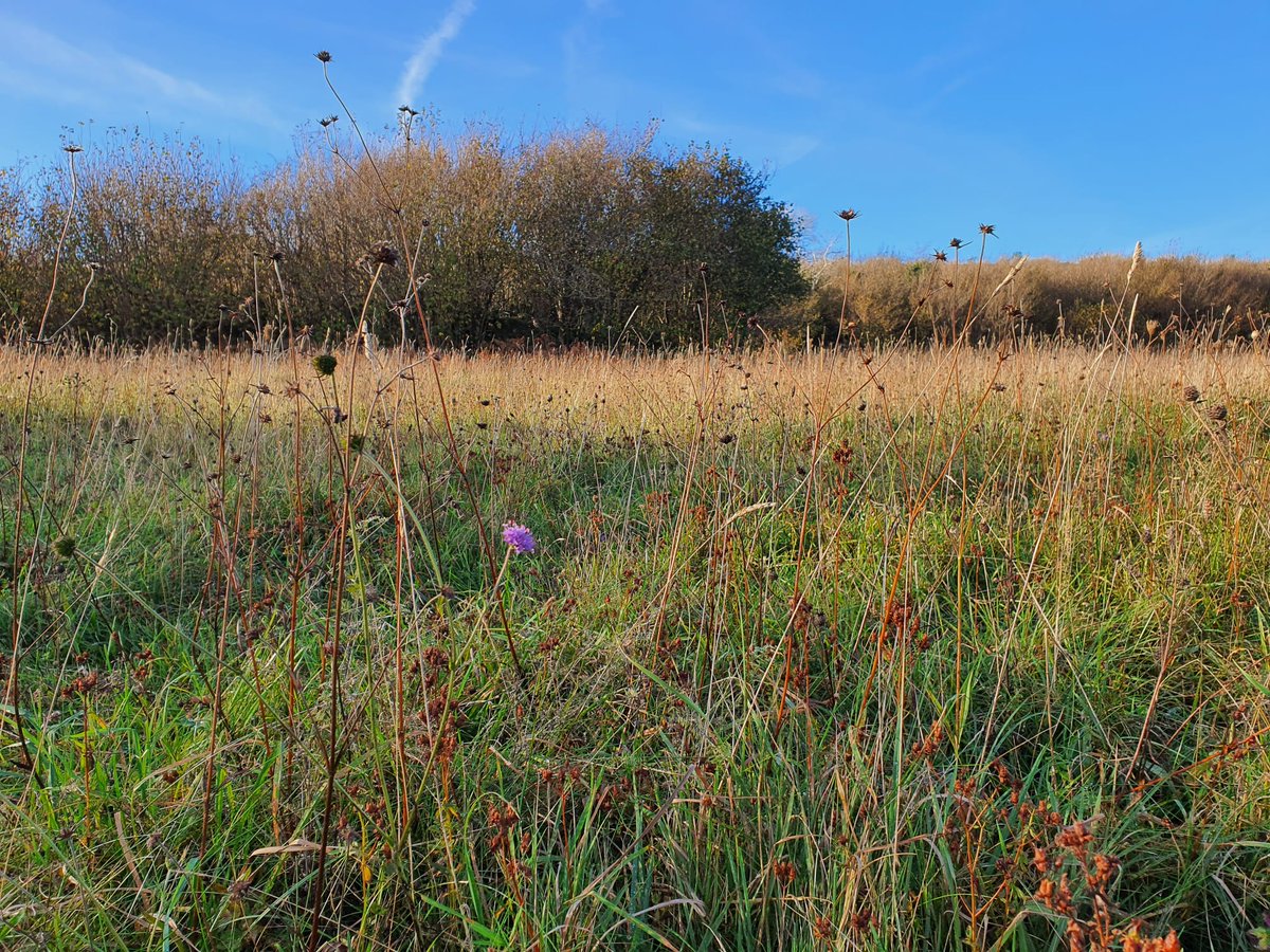 GrasslandsIrl's tweet image. Stunning winters day in #Burren, checking #GrazingExclosures I set up for PhD. Bizarrely for Nov, there was hum of insect life, lots in flower

Longterm exclosures provide powerful way to track changes 
#LongTermMonitoring
#GreatIrishGrasslands 
#GrasslandFungi
#Waxcaps