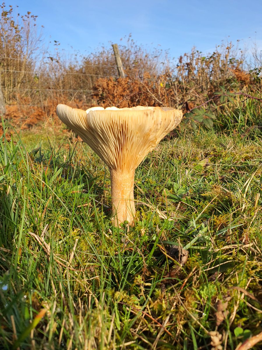 GrasslandsIrl's tweet image. Stunning winters day in #Burren, checking #GrazingExclosures I set up for PhD. Bizarrely for Nov, there was hum of insect life, lots in flower

Longterm exclosures provide powerful way to track changes 
#LongTermMonitoring
#GreatIrishGrasslands 
#GrasslandFungi
#Waxcaps
