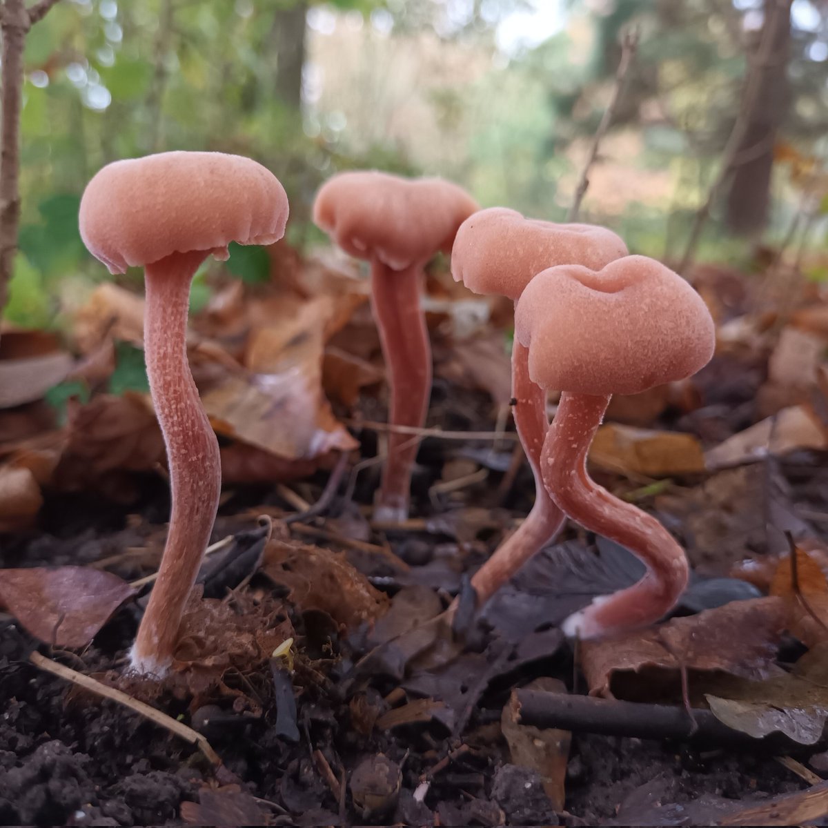 Deceivers: Laccaria laccata.
#fungi #MushroomMonday #mushrooms #wildearth #WINTER #nature