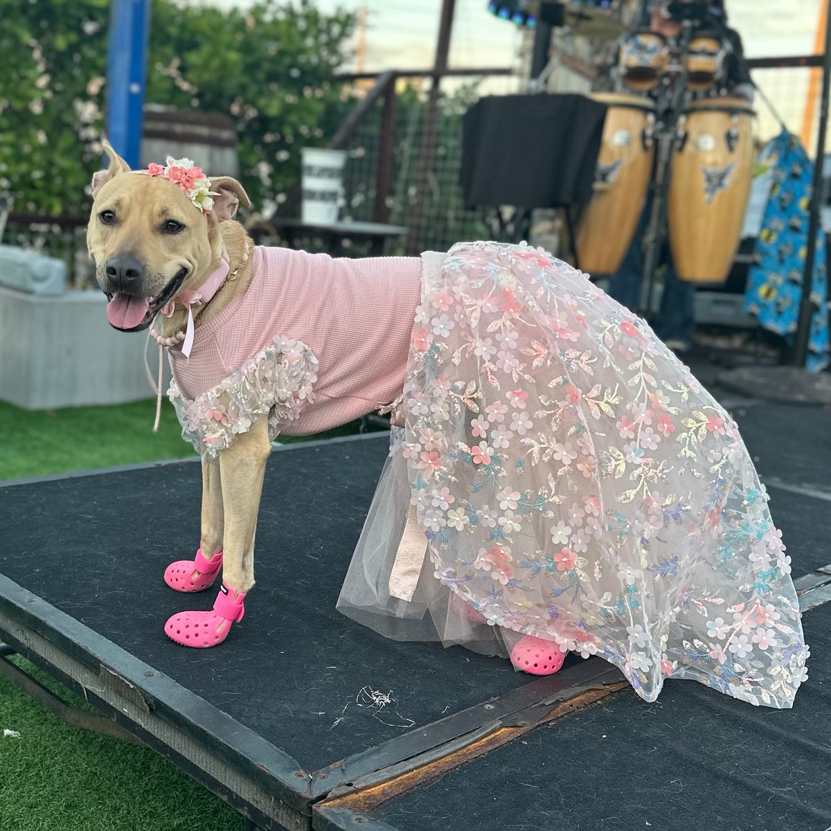 BoosIcehouse's tweet photo. 🦃 Boo's calendar for the week of Nov 11th 

🎩 Charlie, aka Mister Octobers, and 👗 Sable - the winners of last Saturday's Best Dressed contest during the Calendar Launch Pawty 

#boosdogbar
#sarasota #dogbar #floridadogs #bestdresseddog #thanksgiving2024 #barksgiving https://t.co/3tvqJQ4aOp