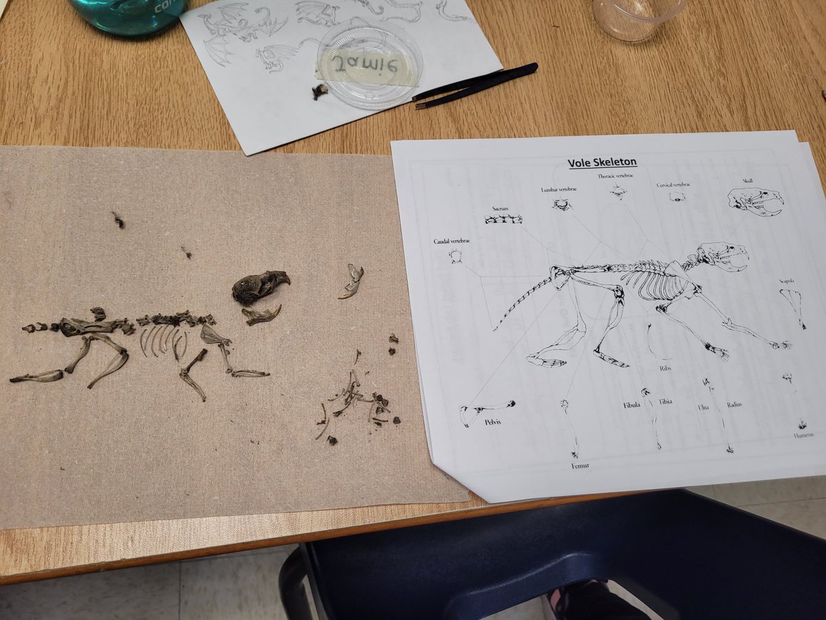 As we continue with our #OwlPellet lab, skeletons are starting to appear! Thank you again to <a href="/OWLRehab/">OWL Orphaned Wildlife Rehabilitation Society</a> for the pellets. <a href="/wrdsb/">Waterloo Region DSB</a> <a href="/conwrdsb/">Conestogo PS</a>