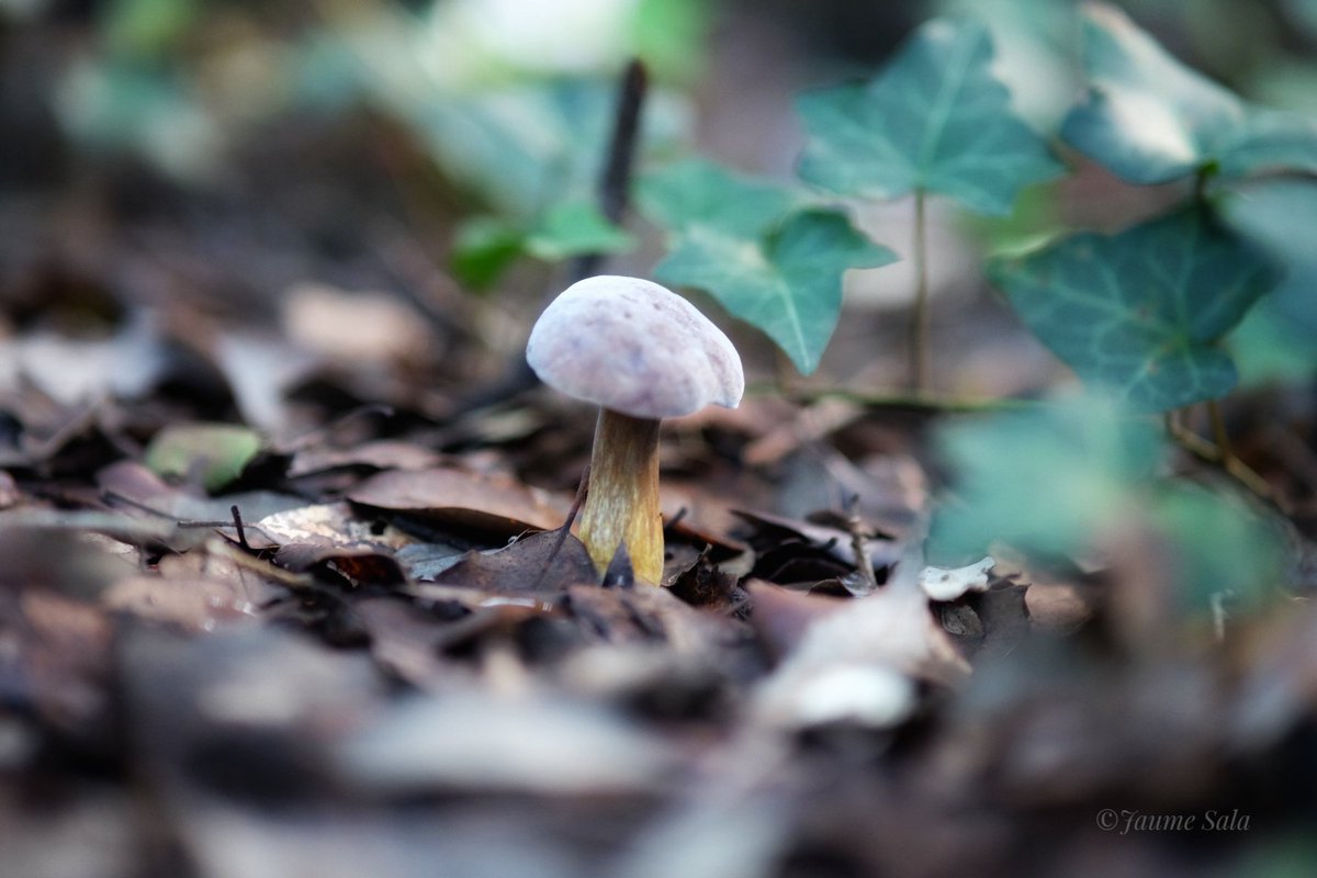jaumesala5's tweet photo. "Tots els bolets són comestibles, almenys, un cop a la vida"😉🍄
Foto: © Jaume Sala 📸
Fujifilm X-T10 Viltrox AF85MM 📷
f/1.8 1/100s ISO2000
#bolet #fujifilm @FujifilmMX #Viltrox
@ViltroxOfficial #NatureIsLife #fungi
#MushroomMonday #hacerfotos
#PhotographyIsArt #naturephoto https://t.co/65PZd6UZ2D