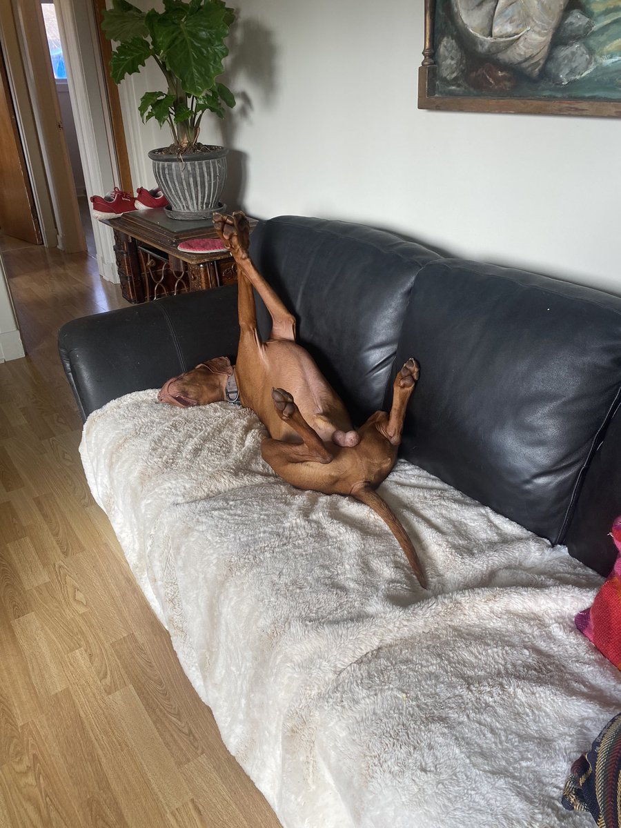 My dog Pivot, master of ultimate, balls in the wind relaxation.  He was full on asleep in this position.