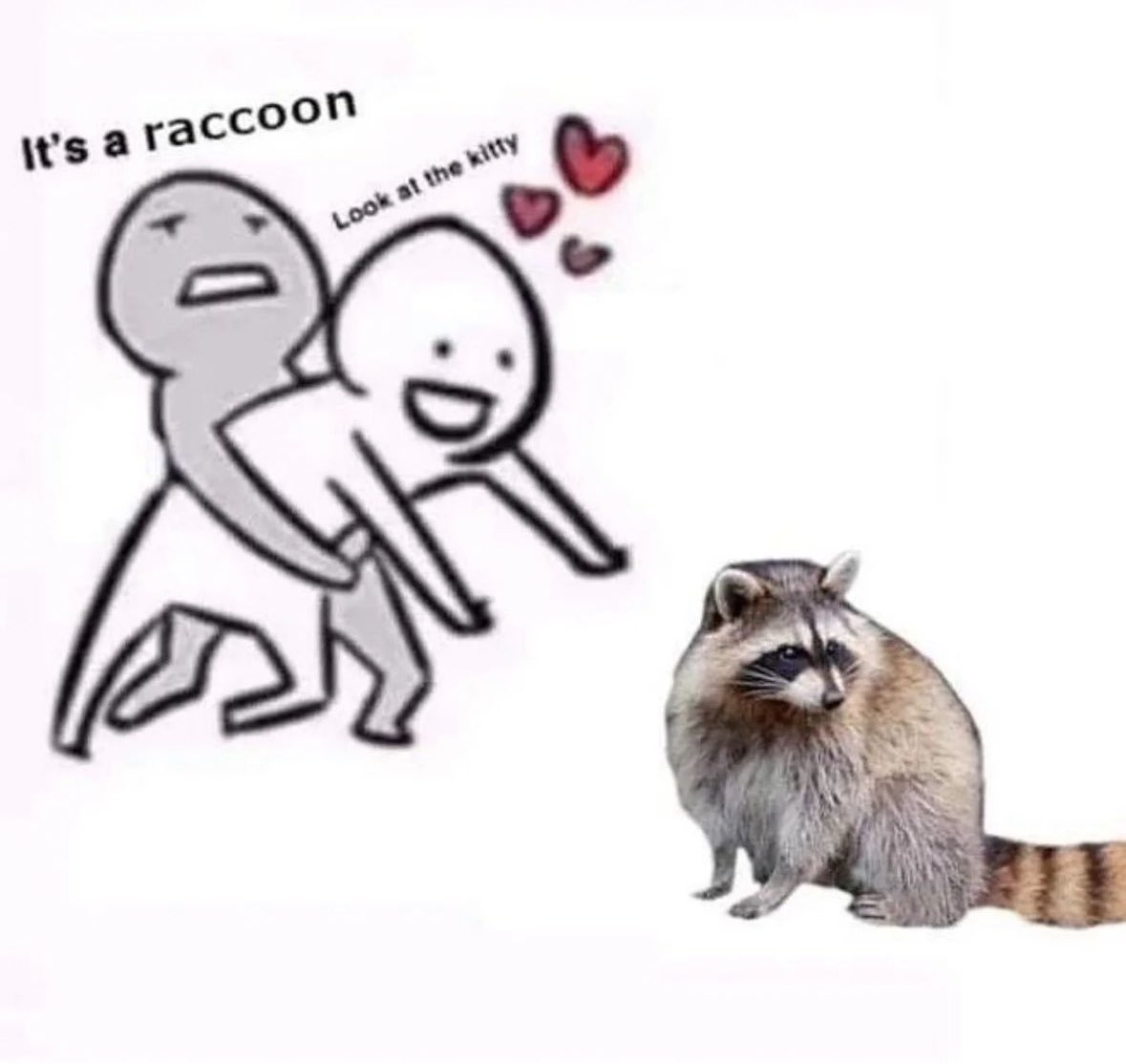 raccoon aesthetic. tweet media