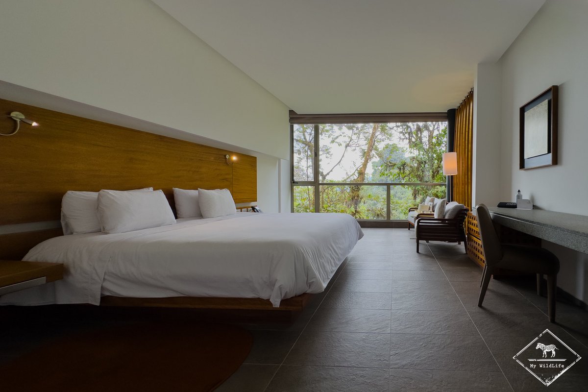 gregoryrohart's tweet image. Mon séjour au Mashpi Lodge dans la forêt tropicale de Choco en Équateur se termine. Une vraie parenthèse enchantée. Demain, direction l’Amazonie 😉

Sur les photos :

1 - Colibri fer de lance
2 - Toucanet à croupion rouge
3 - Ma chambre au Mashpi Lodge
4 - Tayra