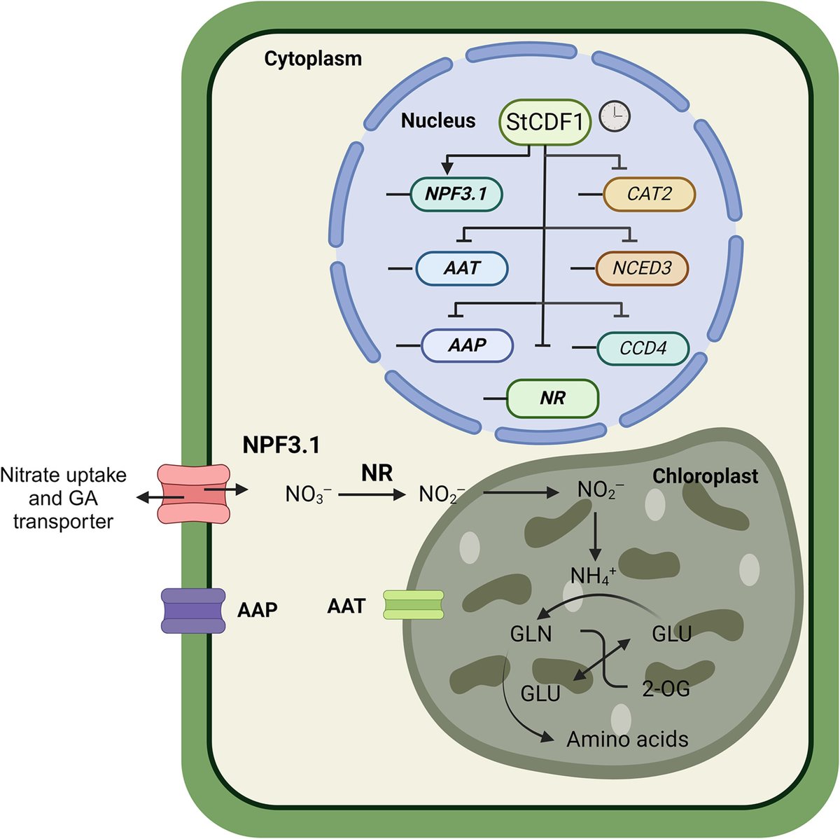 Negative impact of earliness alleles on potato StNR gene expression

Shaikh et al. <a href="/cragenomica/">CRAG</a> <a href="/WUR/">Wageningen U&R</a>

📖 nph.onlinelibrary.wiley.com/doi/10.1111/np…