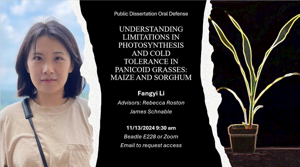 Rebecca Roston (@rebecca_roston) on Twitter photo Fangyi Li has been a powerhouse for the last year finishing up a great set of work looking at similarities in cold tolerance & photosynthesis of related grass species. She defends her thesis on Wednesday!
<a href="/UNL_PSI/">UNL PSI</a> <a href="/UNL_Biochem/">Nebraska Biochem</a> <a href="/unlagrohort/">Nebraska Agronomy and Horticulture</a> <a href="/szintri/">James Schnable</a> Fangyi Li has been a powerhouse for the last year finishing up a great set of work looking at similarities in cold tolerance & photosynthesis of related grass species. She defends her thesis on Wednesday!
<a href="/UNL_PSI/">UNL PSI</a> <a href="/UNL_Biochem/">Nebraska Biochem</a> <a href="/unlagrohort/">Nebraska Agronomy and Horticulture</a> <a href="/szintri/">James Schnable</a>
