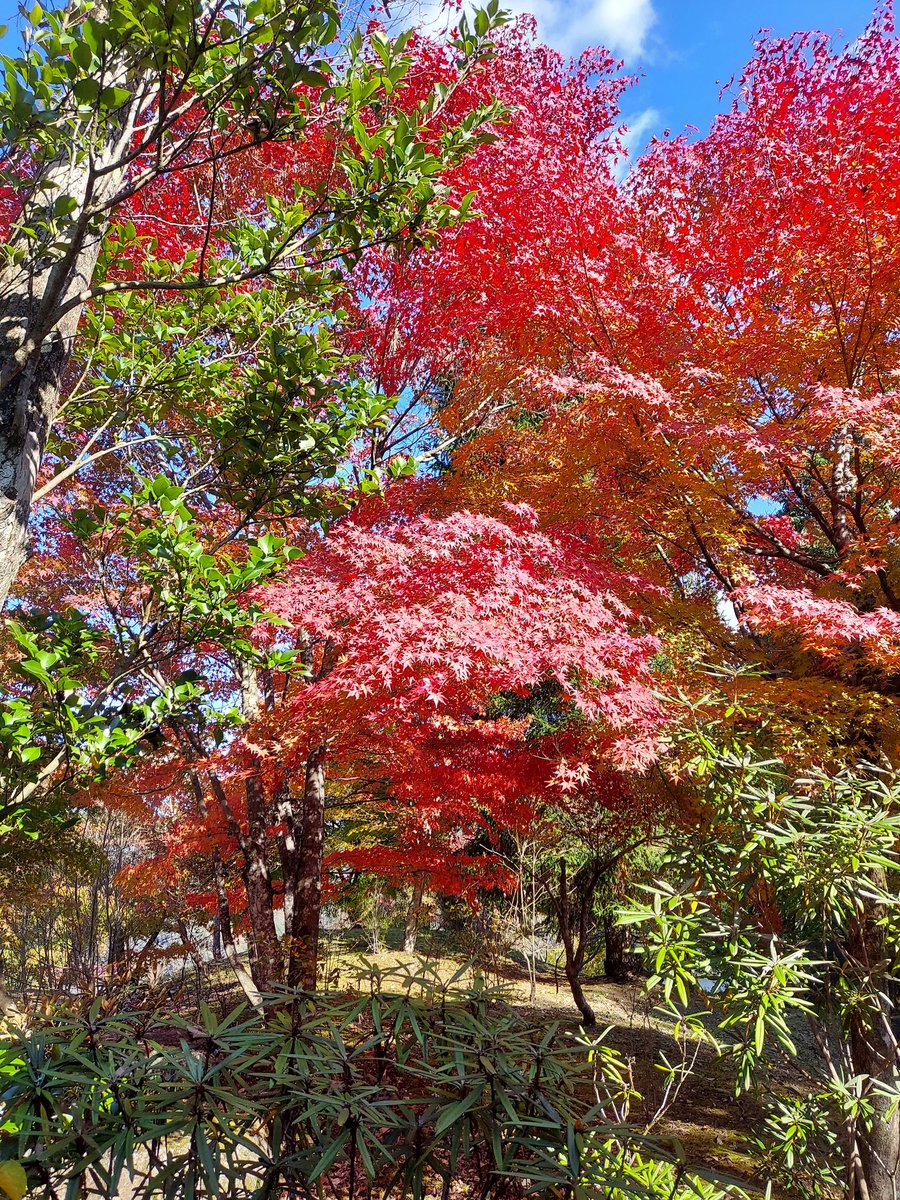 低カロ tweet media