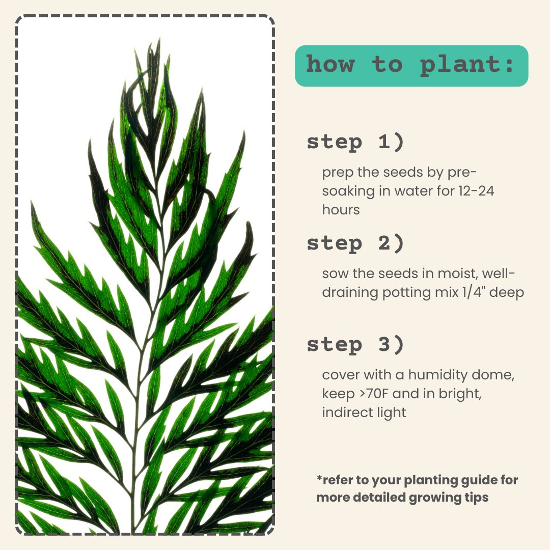 plantflix's tweet image. Silver Oak is a gorgeous tree that thrives indoors in bright light- These are very beginner-friendly seeds to grow, just make sure to provide the seedlings with lots of light once they sprout 💚 #silveroak #howtogrow #indoorhouseplant #beginnerfriendly #seedtoplant