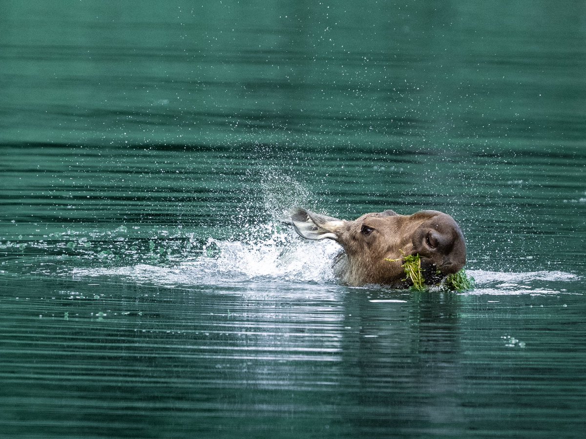 Moose practicing for 2028 Olympics 

#wildlifephotography