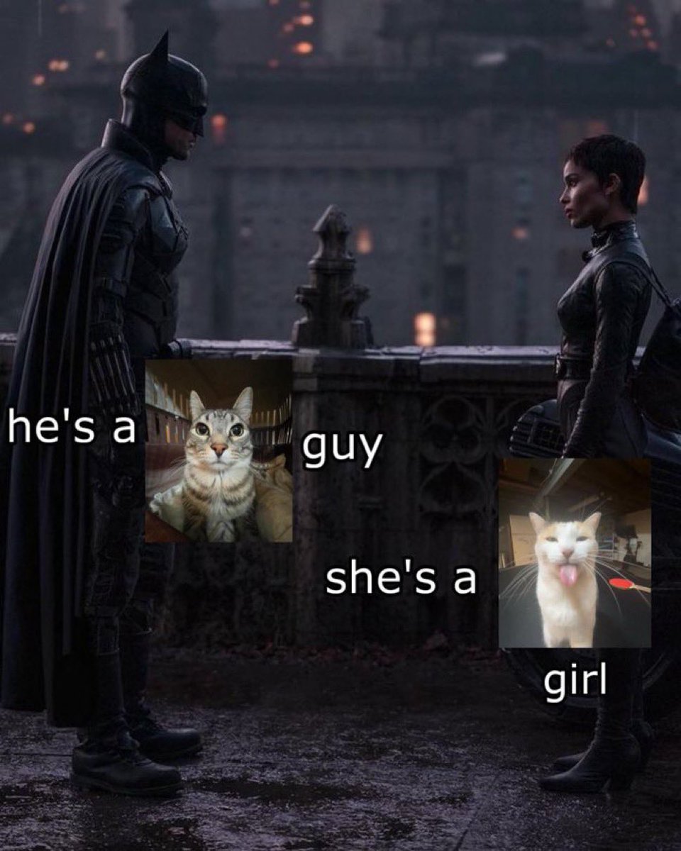 Punch Cat (@punchingcat) on Twitter photo 