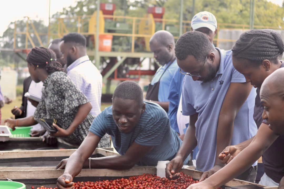 CoffeeMindsHub's tweet photo. Day 1 of Q processing Arabica At Mountain harvest in Sironko with @ITCnews https://t.co/IHmXbW1I5Q