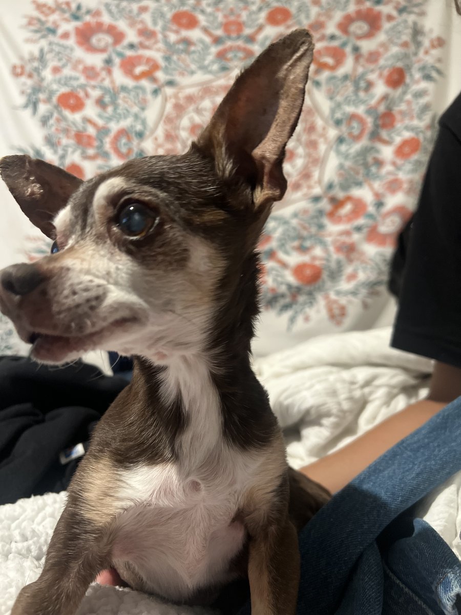 IntoTheAbyssPod's tweet photo. Have you guys listened to our latest episode yet? We honor Jess's family dog Brownie who passed away last Monday, who is the cutie feature in our post today! We talk about a lot this episodes quite a variety of topics. https://t.co/jupgKZqDNW