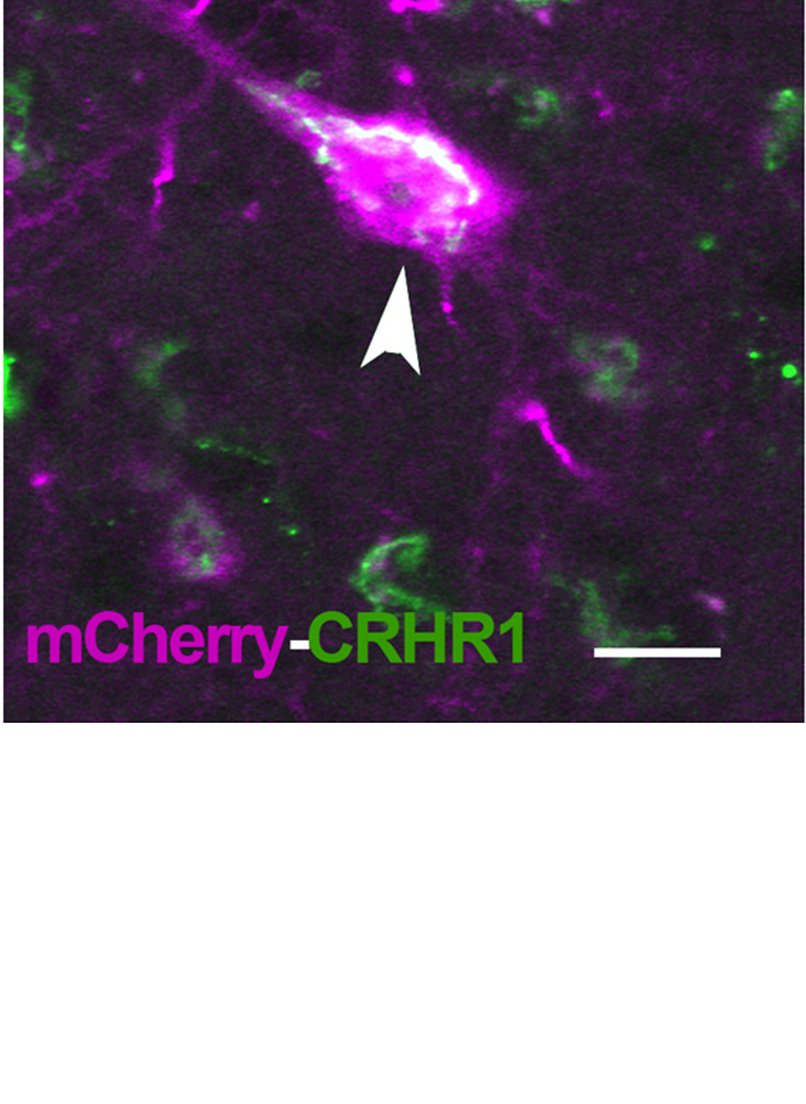 z_baram's tweet image. #Stress lovers, CRH fans, #GPCR afficionados! see validated CRHR1-driven Flpo mouse that allows playing with the receptor. Made by the amazing Nick Justice @windansea23 1st 1st author paper for mason hardy biorxiv.org/content/10.110… & find me in brightblue @talliezee.bsky.social