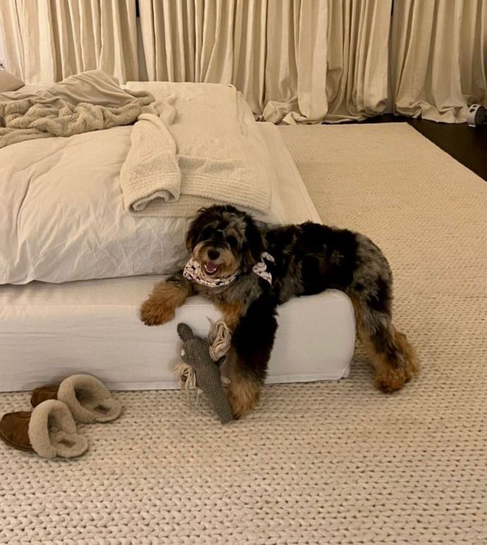 madscrolling's tweet photo. hi everyone! my name is blair & i know a flea market hates to see me coming. these are my fur children presley, toast & sweet moo. qt with something that hates to see you coming + your fur babies if you have any 🤍 OH and lms for a dm #maplelms https://t.co/saXCB7OQou