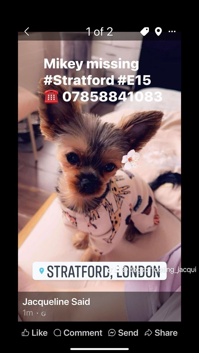 JacquiSaid's tweet image. Missing #yorkshire_terrier #Stratford #Eastlondon  @MissingPetsGB @juliagarland73 @rosiedoc666
