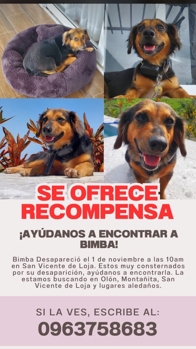 AlertaMePerdi's tweet photo. #PERDIDA #SANTAELENA
Nombre: #BIMBA
Fecha: 01/11/24
Sector: Norte, San Vicente de Loja
Sexo: Hembra
Raza: Mestiza
Obsv.: Pelaje negro, con naranja en gran parte de las patas y cabeza, pecho blanco, esterilizada
Contacto: 0963758683
SE OFRECE RECOMPENSA
#AlertaMePerdí https://t.co/3dlY6n9reb