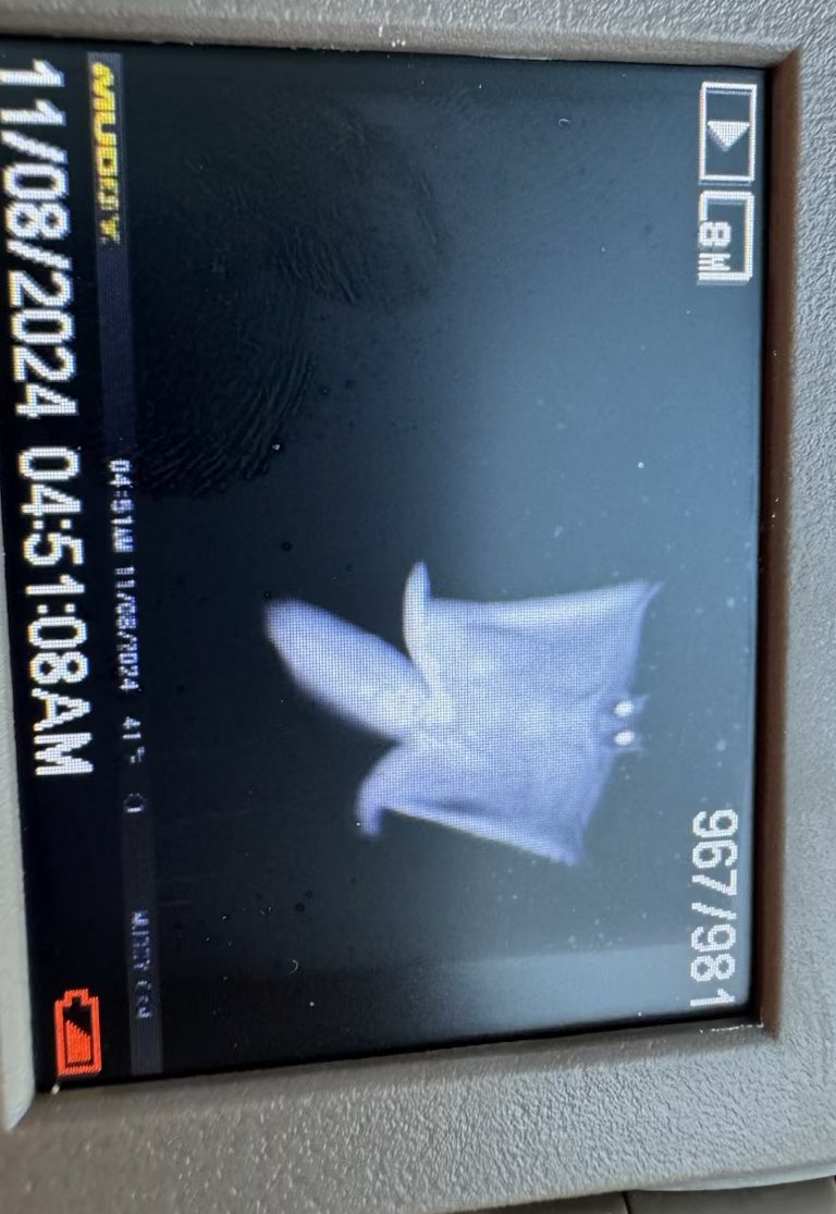 WeigelDrainage's tweet image. Flying squirrel on the trail cam