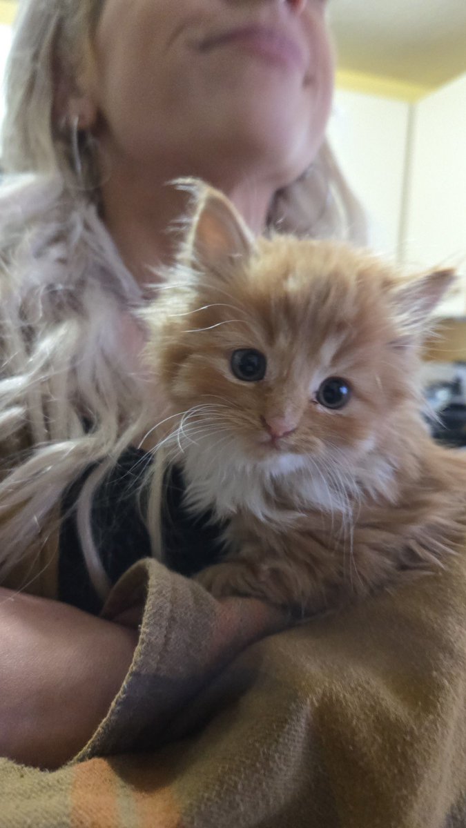 petfinder names tweet media