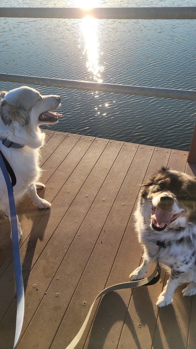 Pups on a dock! 🥰