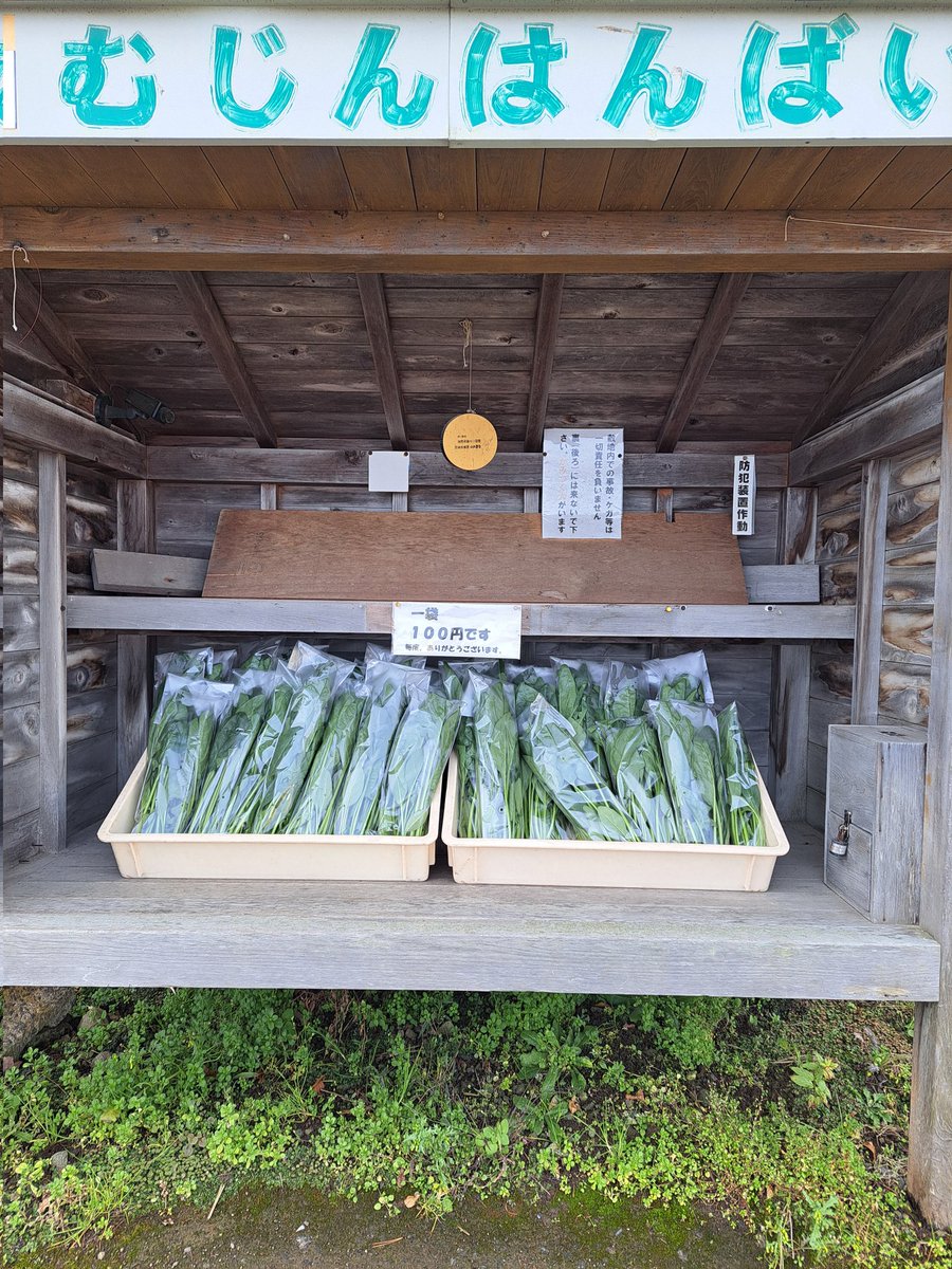 hamananoyasai's tweet photo. 縦長ですが、ほうれん草です🥬
今日から出しました！ https://t.co/7FPgHtEFrC