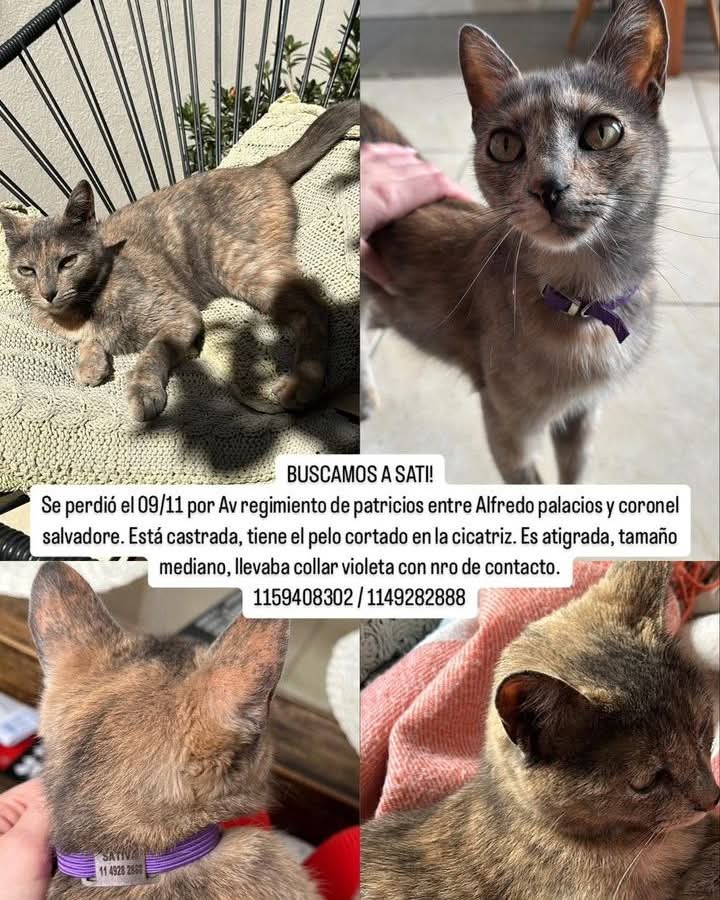 DeGatitos_'s tweet photo. #Perdiamigato 📢📢📢
RT RT RT 
GATITA PERDIDA EN BARRACAS!
CONTACTO EN LA FOTO https://t.co/wIZlwIs3Wr
