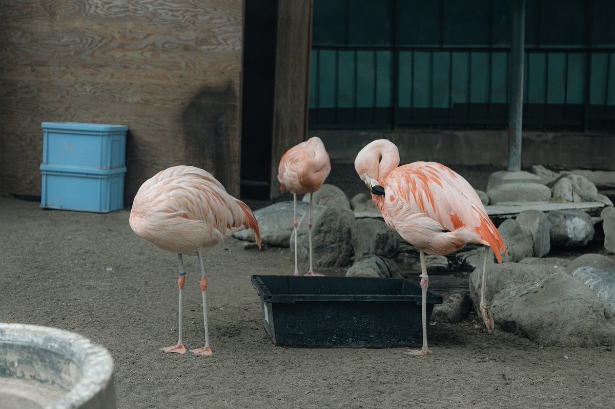 komorocity's tweet photo. ＼拡散希望！！！／

小諸市動物園は令和8年に開園100周年！！

動物たちのよりよい環境を整えるため、
R6.10.10～R7.1.8までクラウドファンディングでの
支援を募集しています！

かわいい動物たちがより快適に暮らすため
皆様の力が必要です…

▼クラファンページはこちら
https://t.co/Ph6cCnzKui https://t.co/ayMN9S4wod