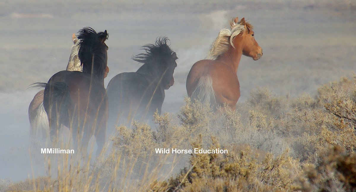 WildHorseEdu's tweet photo. Triple B roundup Update > https://t.co/T1QOO0DgyS
4 new deaths in one day at new trap as 6 stallions and 12 older mares that were retreated with GonaCon 2 years after two-doses. These mares are (more than simply likely) sterilized for the rest of their lives. #wildhorses https://t.co/6Lzp7ceAZN
