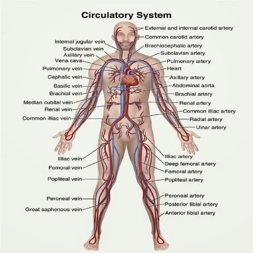 MSDhoni_070781's tweet image. Did you know?

The human circulatory system is over 60,000 miles long—enough to wrap around the Earth 2.5 times! 🌍 It delivers oxygen, nutrients, and waste removal to every cell in the body. #CirculatorySystem #AmazingBody