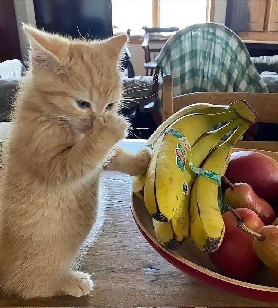smol silly cat tweet media