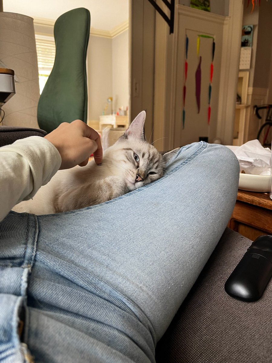 givemesheltersf's tweet photo. I'm Almond, a 6 m/o affectionate, energetic, playful &amp; silly boy with a big pursonality! I’ll jump on the couch or the bed, “mrrr” and ask politely for pets! Since I’m so sweet and love sit on laps, I make the best companion. I’m also very playful!

Adopt: https://t.co/Kqdt8xyQyS https://t.co/i2ekrdhltF