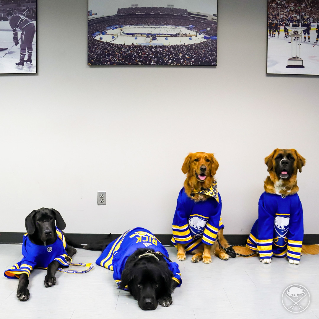 SabresPup's tweet photo. Four generations of Sabres pups 🫶 https://t.co/Met6yvsXhR