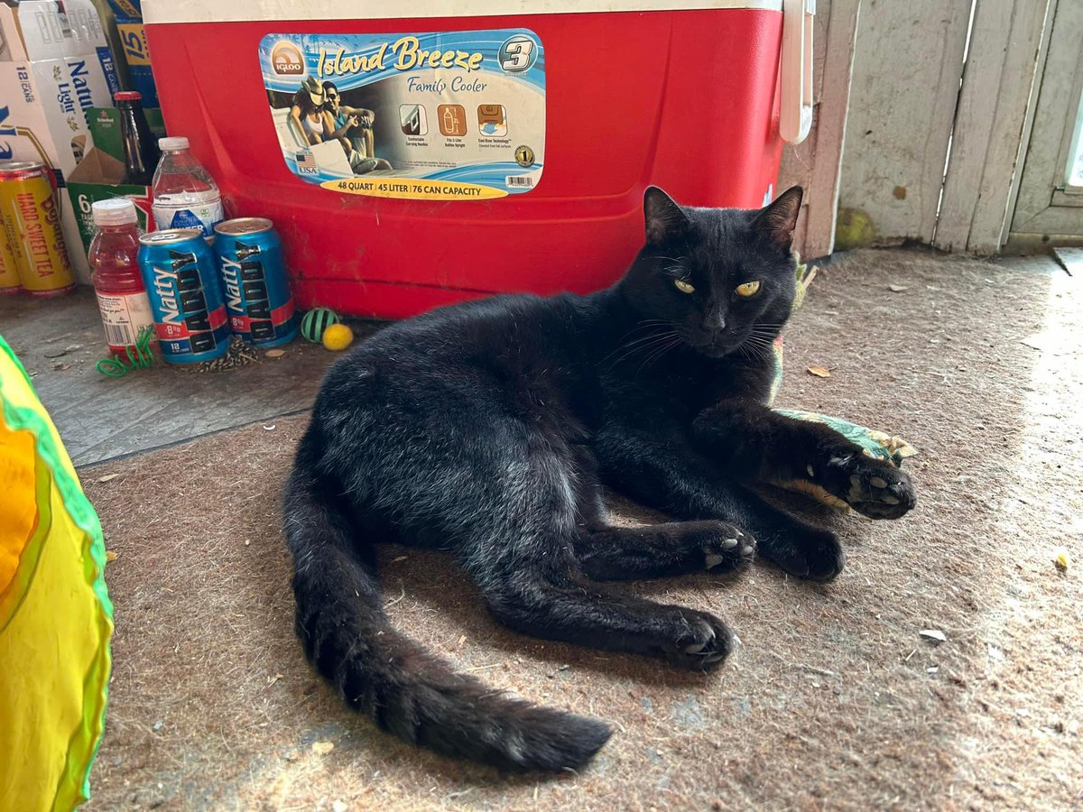 It’s Mo Monday, y’all! <a href="/adriannarenee09/">Adrianna & Winston</a> <a href="/PuddlesO/">Miss Kona & Puddles (her hoom)</a> <a href="/theCatGang3/">the CatGang RIP🌈 Klumpen My life My Everything</a> <a href="/DbleJ40051316/">Captain Asparagus!</a> <a href="/KurtWSYX6/">Kurt Ludlow</a> <a href="/mdgjedde/">Matt Gjedde</a> <a href="/AmbassadorAries/">Aries the Cat Ambassador</a> <a href="/StrayLiotta/">Stray Liotta, Hey Spots!</a>