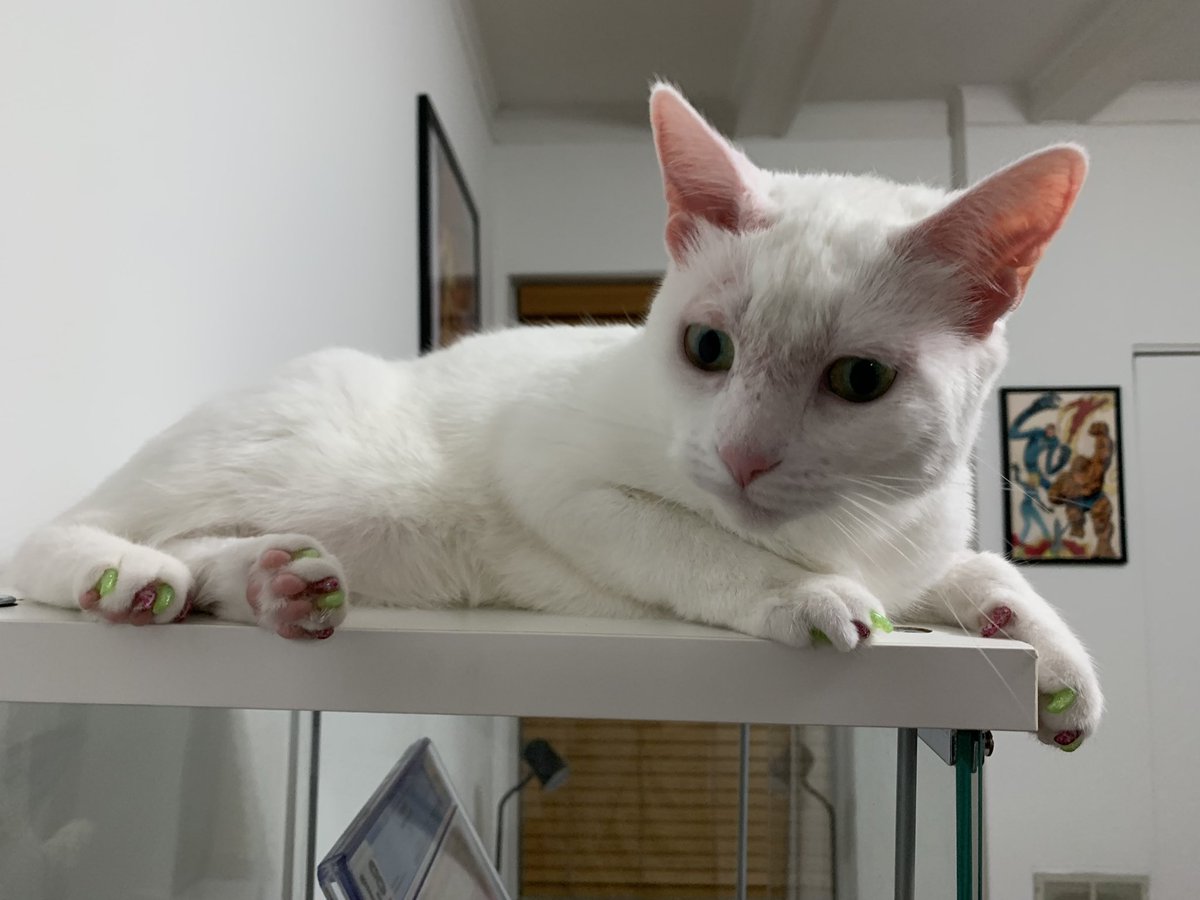 Osu16Bit's tweet image. There has never been a more perfect specimen. Peak of evolution. Nature cannot produce anything better. 🐈🥰