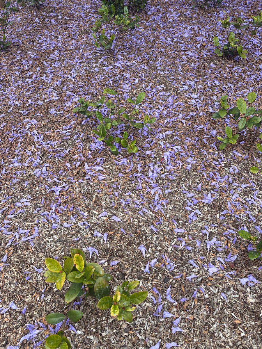 A Sydney footpath, 12/11/24