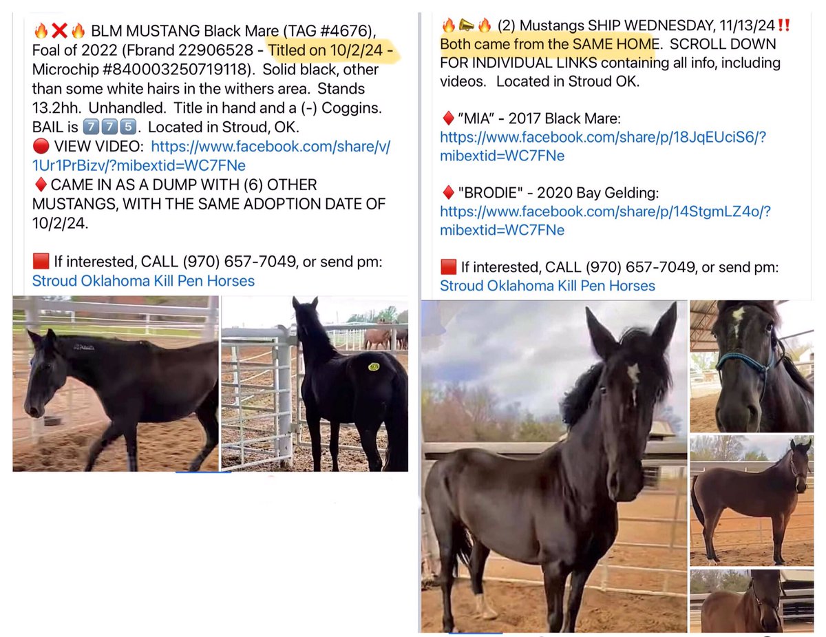 Blue Equus 💫🌎🌲🐾 🐝🐴🌱😷🇺🇦🌻🇵🇸 tweet media