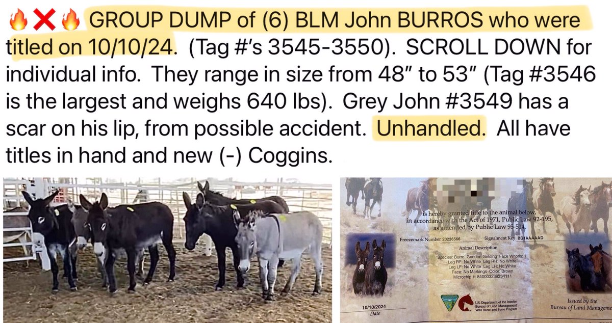 Blue Equus 💫🌎🌲🐾 🐝🐴🌱😷🇺🇦🌻🇵🇸 tweet media