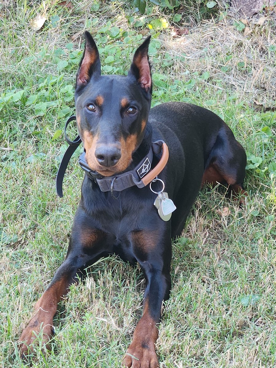 Having a working/protection line dobie is a nice thing ✨️