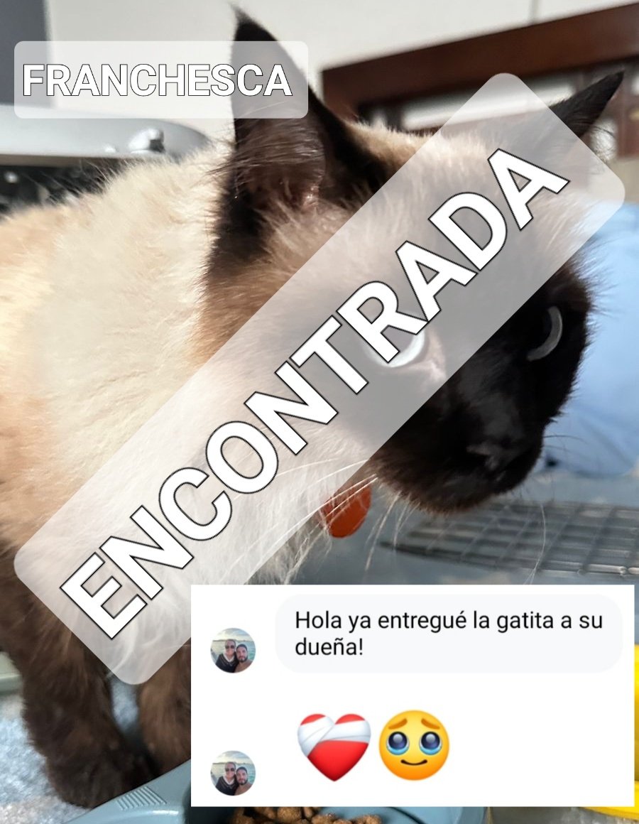 AlertaMePerdi's tweet photo. Nos complace informar que #FRANCHESCA, ya se encuentra con sus tutores, gracias a tod@s por compartir la información. https://t.co/dl6jsjJzBq