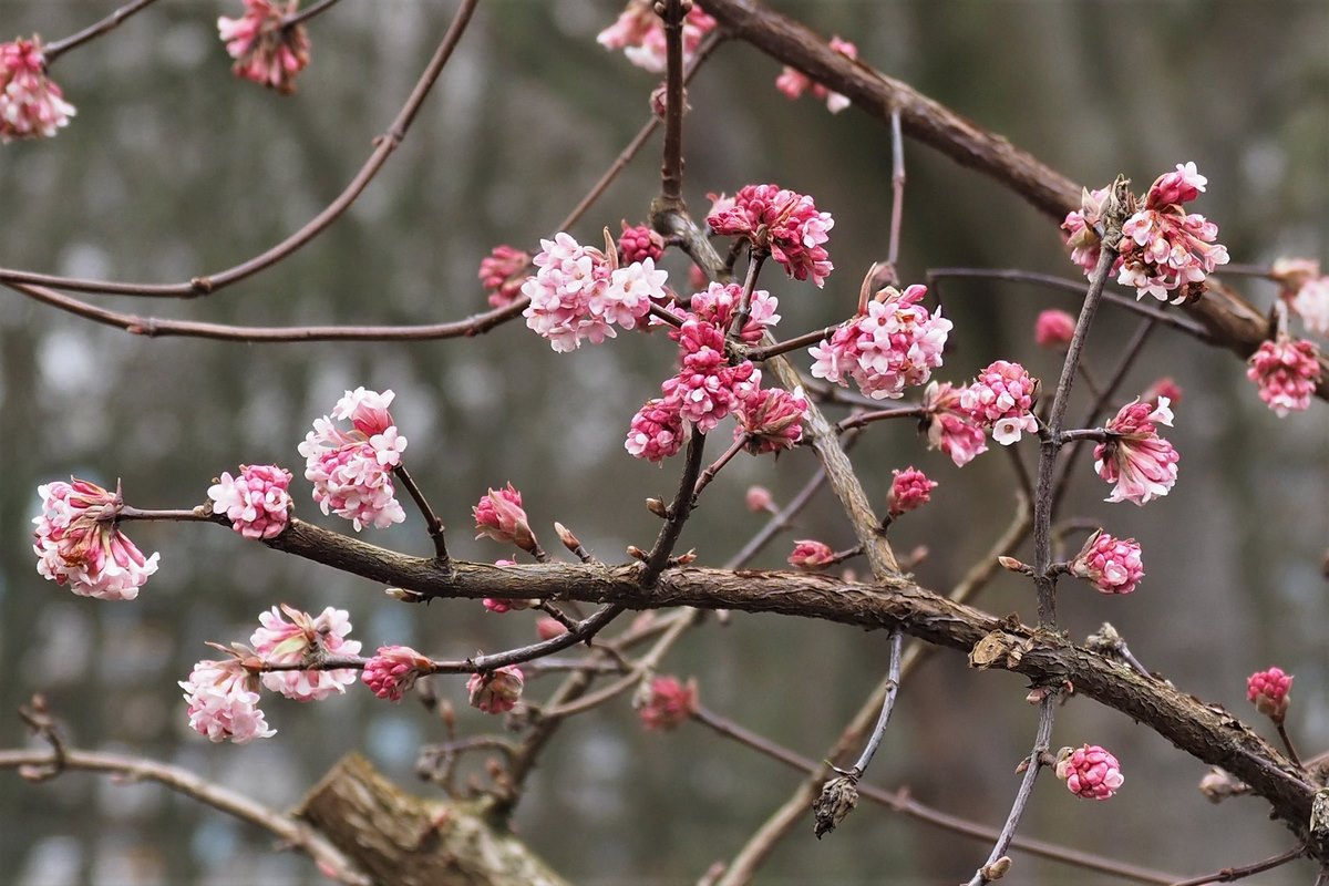 Viburnum x bodnantense, color y fragancia en el jardín de invierno elblogdelatabla.com/viburnum-x-bod…