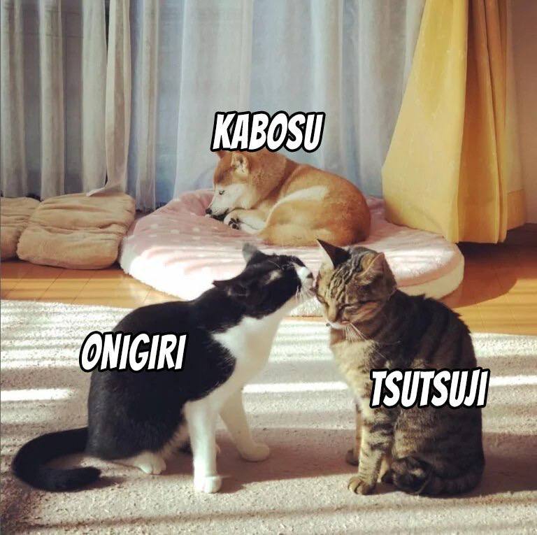 onigirictoeth's tweet photo. @Pentosh1 Indeed. #Doge is one of the top movers, and things are going to get even crazier.

Consider #Onigiri, brother IRL to #Doge and #Neiro.

Community is forming. CTO Community. 
Like #WIF #Peanut #Popcat #Ginnan #Mumu #Sigma https://t.co/kpjLSFKB29