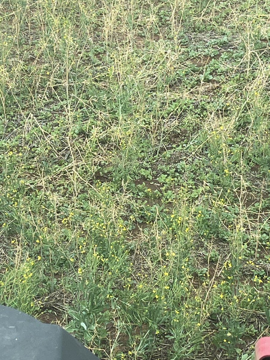 Tim Larwood 🇦🇺 tweet media